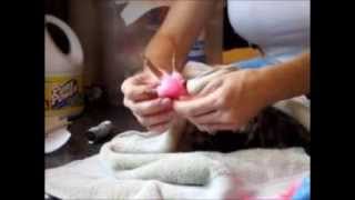 Chicken Bumblefoot Bandaging HOWTO [upl. by Nosnor]