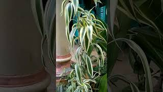 dracaena sanderiana variegated [upl. by Lemkul]