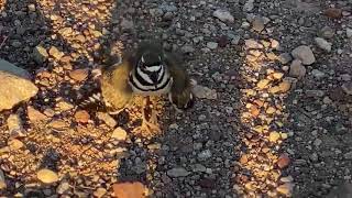 Angry Bird Killdeer Screaming GTFO [upl. by Erdah173]