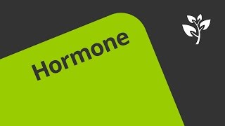 Die Wirkungsweise der Hormone  Biologie  Humanbiologie [upl. by Anoved]