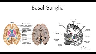 Basal Ganglia Pathway and Pathology [upl. by Nine]