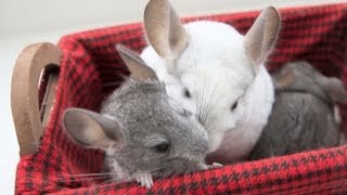 Basket of Chinchillas [upl. by Wolliw]