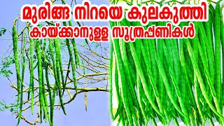 മുരിങ്ങ കുലകുത്തി കായ്ക്കാൻ ഉഗ്രൻ ടിപ്Muringa Krishi MalayalamDrumstick CultivationMoringa Krishi [upl. by Manon]