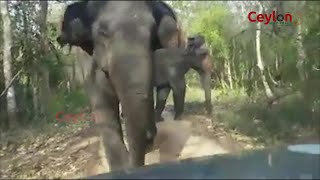 elephant attack wasgamuwa national park sri lanka [upl. by Haukom849]