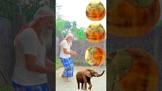 Rounding Toddy Plams to Elephant Horse lion amp Tiger  Animals names magic video [upl. by Jeff76]