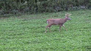 Morning and Afternoon Deer Hunting Strategies [upl. by Nnailuj]