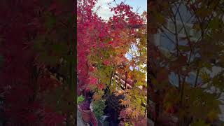 Named maples in fall colors The others are preparing maple japanesegarden garden 盆栽 plants [upl. by Ed858]