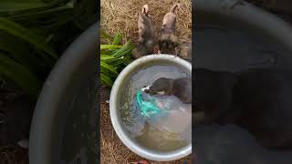 What Do I Feed Baby Otters [upl. by Eleen]