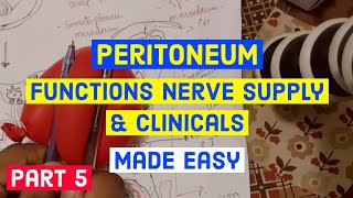 PERITONEUMFUNCTIONS NERVE SUPPLY amp CLINICALS  Abdomen Anatomy [upl. by Llert]