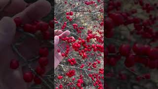 Winterberry 2 [upl. by Rocca]