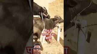 BUFFALO IS MEETINGreels buffalo cow short shortsfeed viralvideos shortvideo funny animals [upl. by Essirahc]