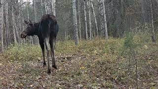 Moose rut cow call2024 [upl. by Eylsel]