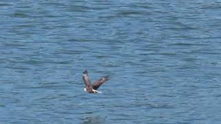 Herring Gull and Bald Eagle Try To Find Snacks In The Hudson River [upl. by Eiffub776]