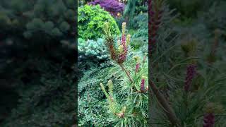 Conifer Garden conifer saxophone [upl. by Riana224]