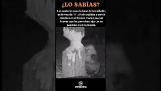 Los castores son unos cracks 🦫👷 curiosidades shortsviral animales castor [upl. by Llenrub]