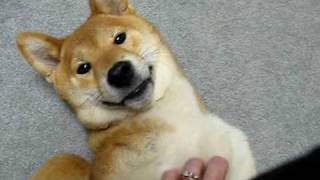 Shiba Inu Maximus confused at crazy noises [upl. by Atinit]