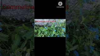 Commelina Flower Plant youtubeshorts [upl. by Treiber]