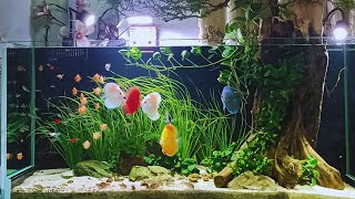 Discus Fish Tank Setup  Keep the Perfect Discus Aquarium Step By Step [upl. by Alaaj]