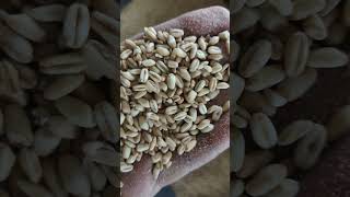 White wheat making [upl. by Win]