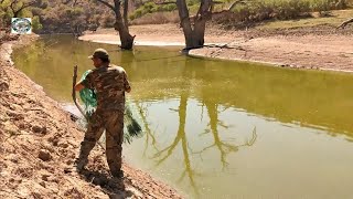 encontramos tilapias muy grandes en los charcos de este arroyo [upl. by Nnylak]