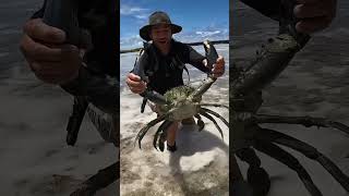 GIANT MUDCRAB barehanded catch for ISLAND SURVIVAL [upl. by Neelie]