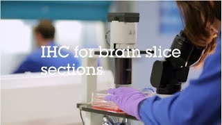 IHC for brain slice sections video protocol [upl. by Marder]