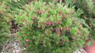 Grevillea Clear View David [upl. by Tseng]