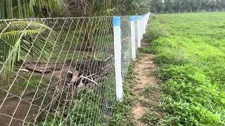 low budget agriculture land for sale realestate landforsale land house murugeshrealestate2301 [upl. by Airdnax]