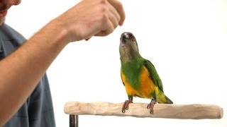 How to Teach Your Parrot to Nod Yes  Parrot Training [upl. by Adlar]