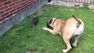 Bullmastiff playing with Frengle puppy [upl. by Aehsila]