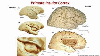 OHBM 2024  Educational Course  Neuroanatomy  Part 5 [upl. by Dadelos658]