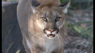 LIVE Cougar Feeding at Big Cat Rescue  The Dodo [upl. by Yesac]