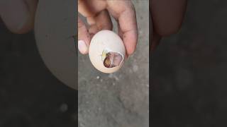 Saved chicks life Successfully chickhatching [upl. by Onstad]