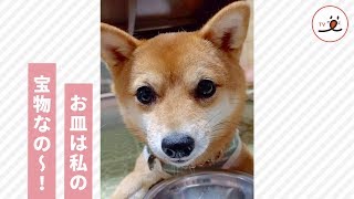 お皿は私の宝物なの💖 思わずウーッてしちゃう柴犬ちゃん🐕【PECO TV】 [upl. by Ilram]