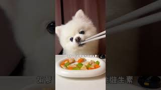 Todays Kung Pao Chicken electronic pickled mustard homemadedogfood cutedog reels2024 viral [upl. by Hess]