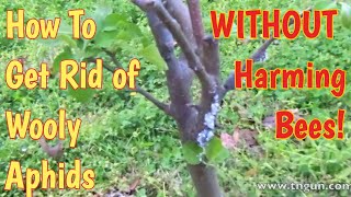 How To Get Rid of Woolly Aphids WITHOUT Hurting Bees [upl. by Atteuqihc919]