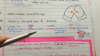 Trochlear Nerve Path  Lesion  Cranial Nerves MADE EASY [upl. by Gnat]