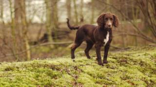 Working Cocker Spaniel Puppy [upl. by Fabrienne98]