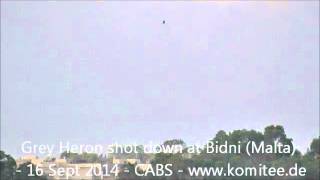 Illegal hunting on Malta Grey Heron shot down at Bidni  16 Sept 2014  CABS [upl. by Acnaiv]