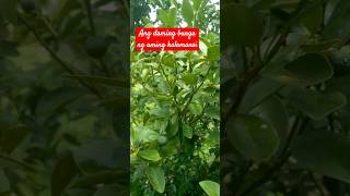 Calamansi garden health healthylifestyle fruit nutrition vitaminc food love shorts [upl. by Bendix141]