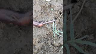 Earthworm mating reproduction [upl. by Susie]