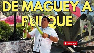 EL MAGUEY VIVE CUANTOS AÑOS  Tierra Querida [upl. by Eicul]