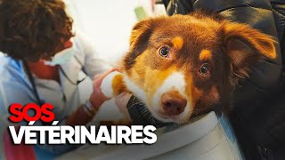 Urgences Vétérinaires  dans le quotidien des sauveteurs animalier  Documentaire complet  AMP [upl. by Luy]