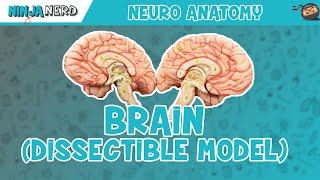 Anatomy of the Brain  Dissectible Model [upl. by Neumark422]