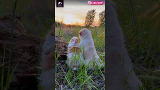 Rabbit amp Dog Friendships🥰  viral video  funny video [upl. by Oigroig]