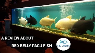 A review about red belly pacu fish  Tamil  SK Aqua  SK Aquatic [upl. by Oek]