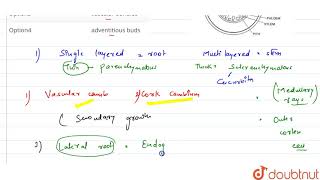 pericycle of roots produces [upl. by Adnohsak]