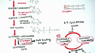 Glycogenesis [upl. by Ecirtael123]