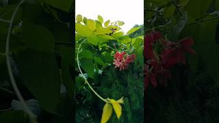 Combretum indicummadhumalti💐blooms in my gardenflowers gardendesign shorts youtubeshorts love [upl. by Hara176]