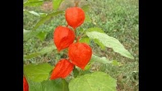 Semina degli Alchechengi in serra Physalis alkekengi [upl. by Enitnatsnoc]